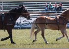 Pferd International 022
